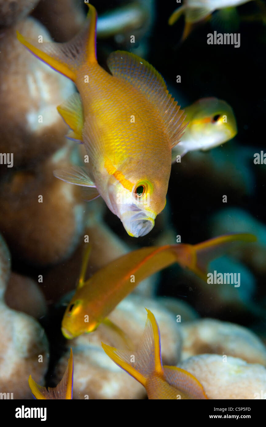 Female Scalefin anthias Stock Photo - Alamy