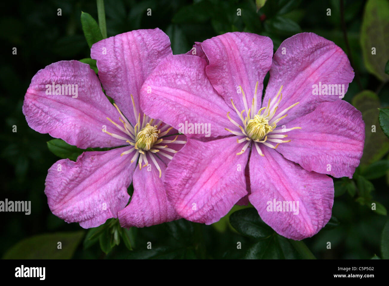 Pink Clematis Flowers Stock Photo Alamy