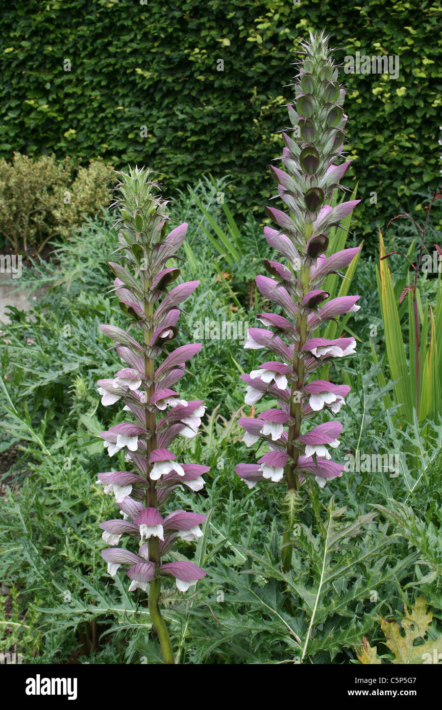 Bear's Breeches Acanthus mollis Stock Photo