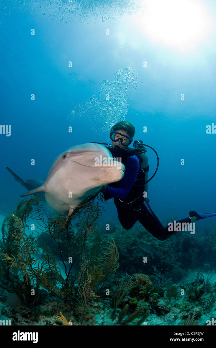 Scuba diver with dolphin Stock Photo Alamy