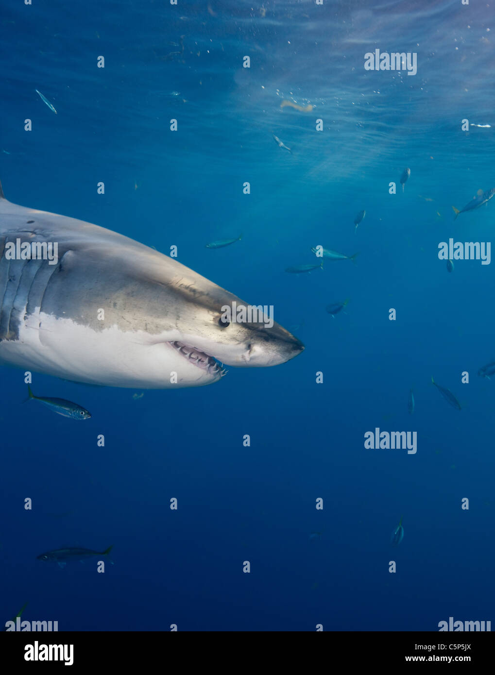 Great White Shark, Mexico Stock Photo