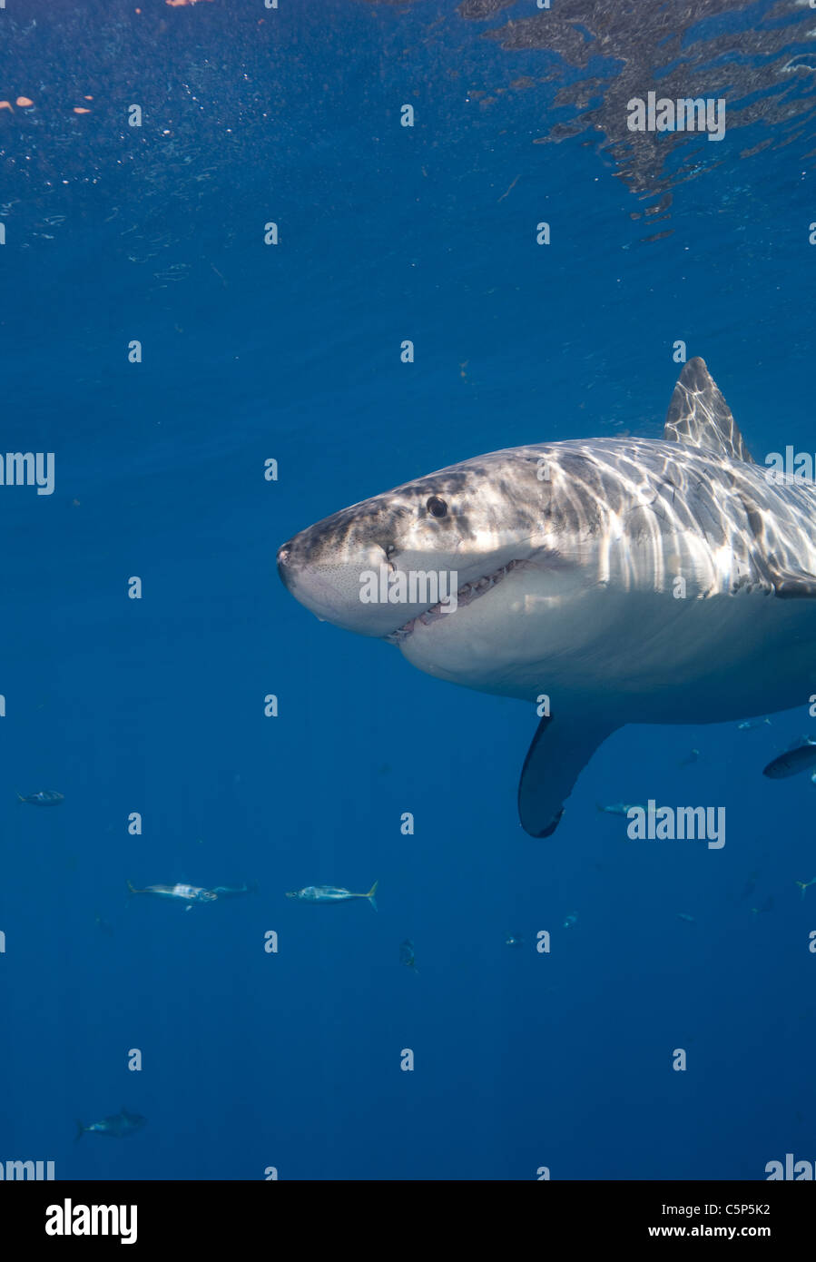 Great White Shark, Mexico Stock Photo