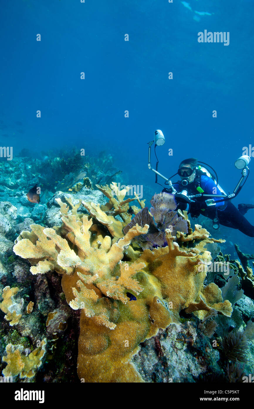 Photographer on coral reef Stock Photo