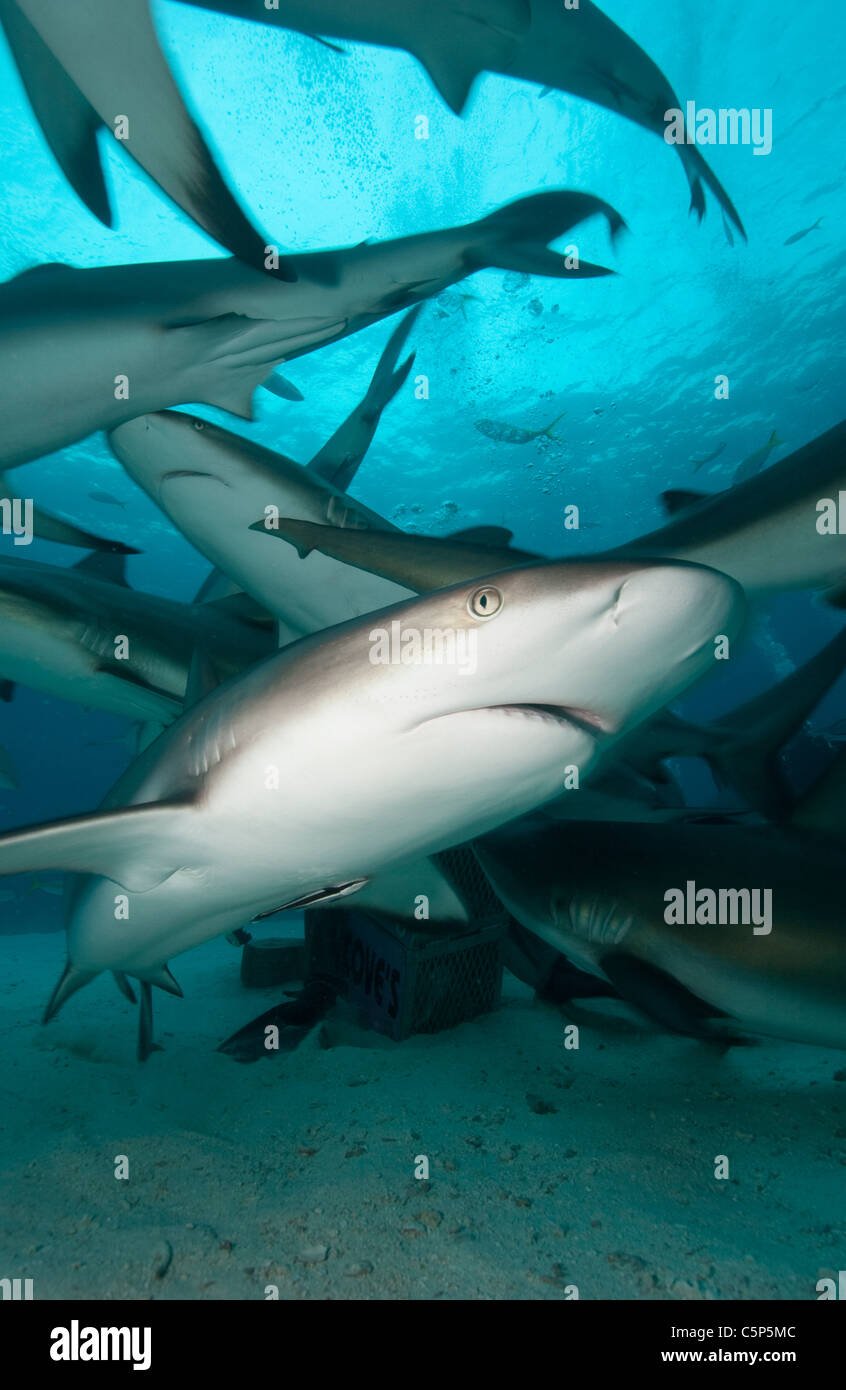 Caribbean Reef Sharks Stock Photo