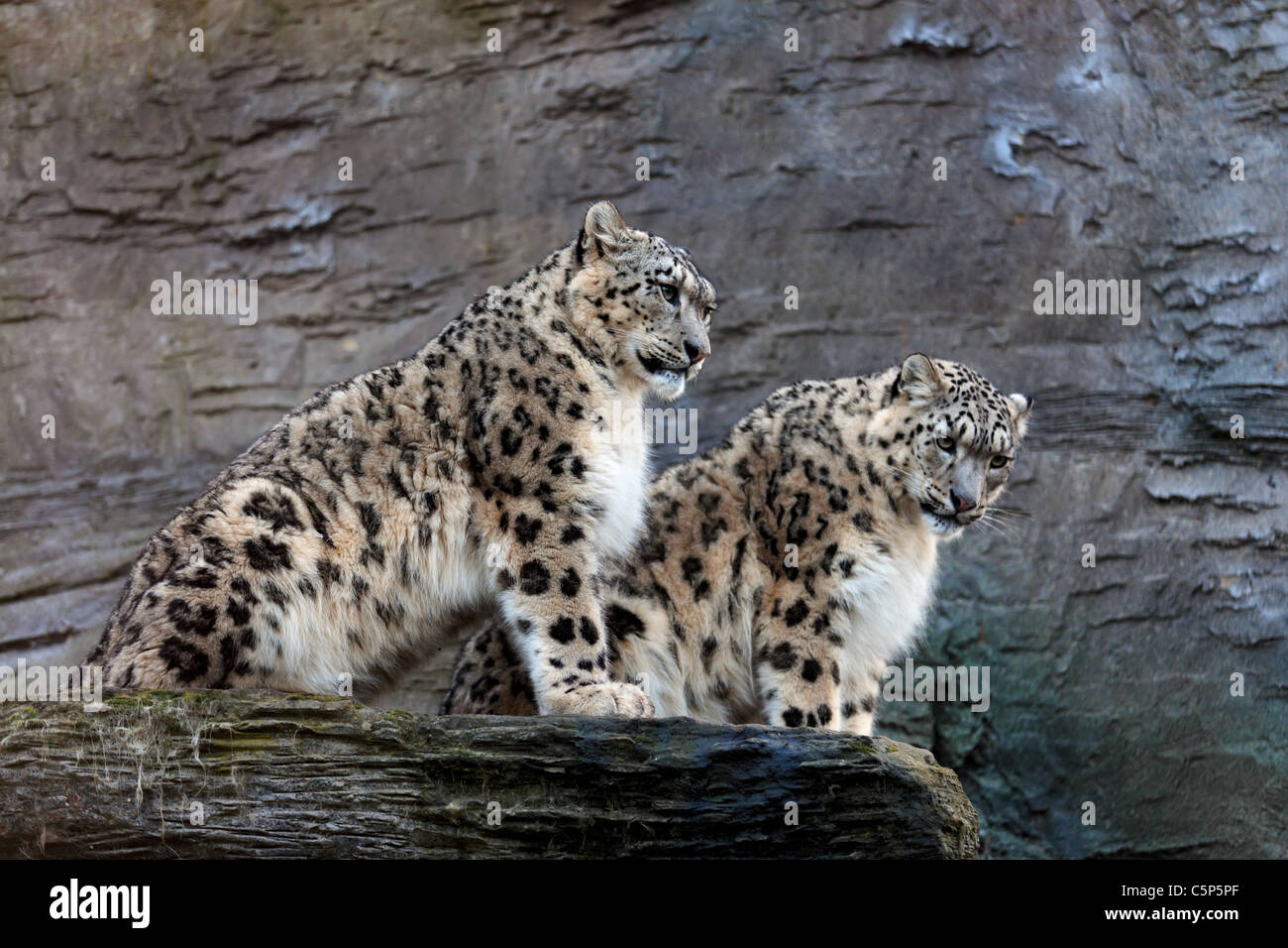 Snow leopards latin name Panthera uncia Stock Photo