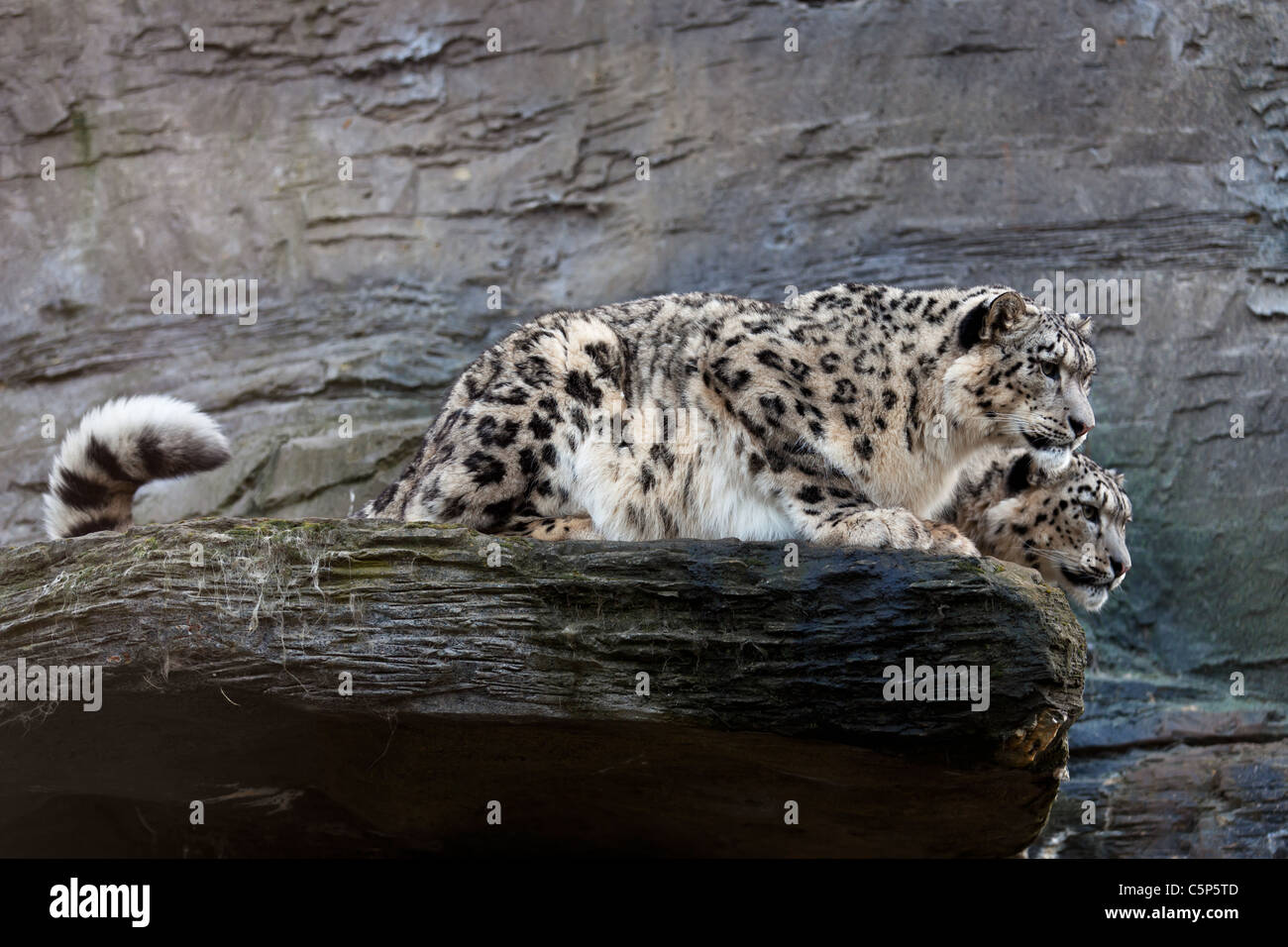 Snow leopards latin name Panthera uncia Stock Photo