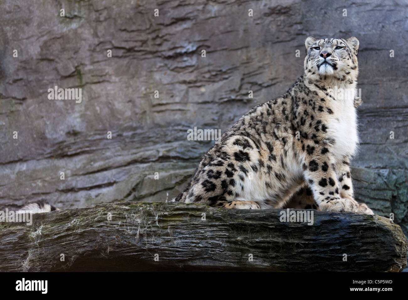 Snow leopards latin name Panthera uncia Stock Photo