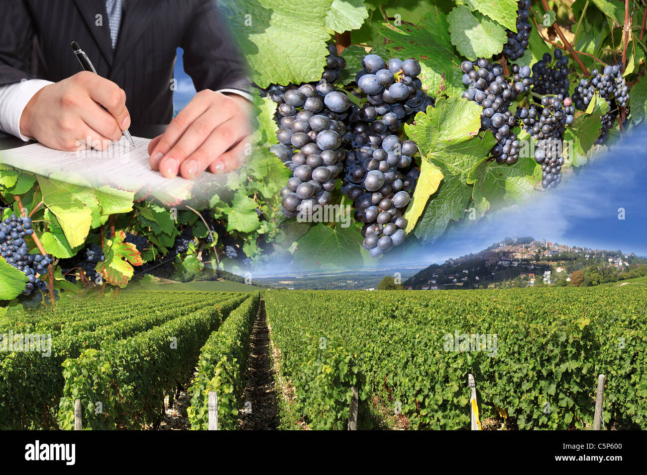 photo montages of vines and grapes for the harvest of the great wines of France Stock Photo