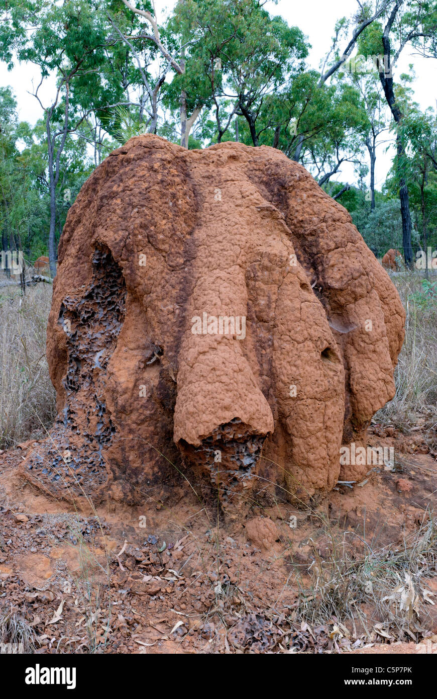 Termite mound  - Queensland, Australia Stock Photo