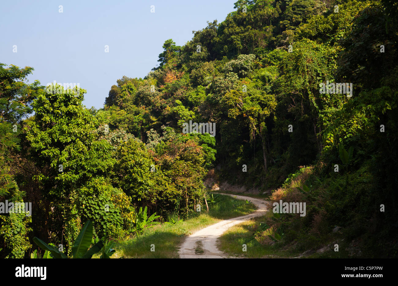 Jungle road road in tropical jungle forest Phuket Thailand Stock Photo