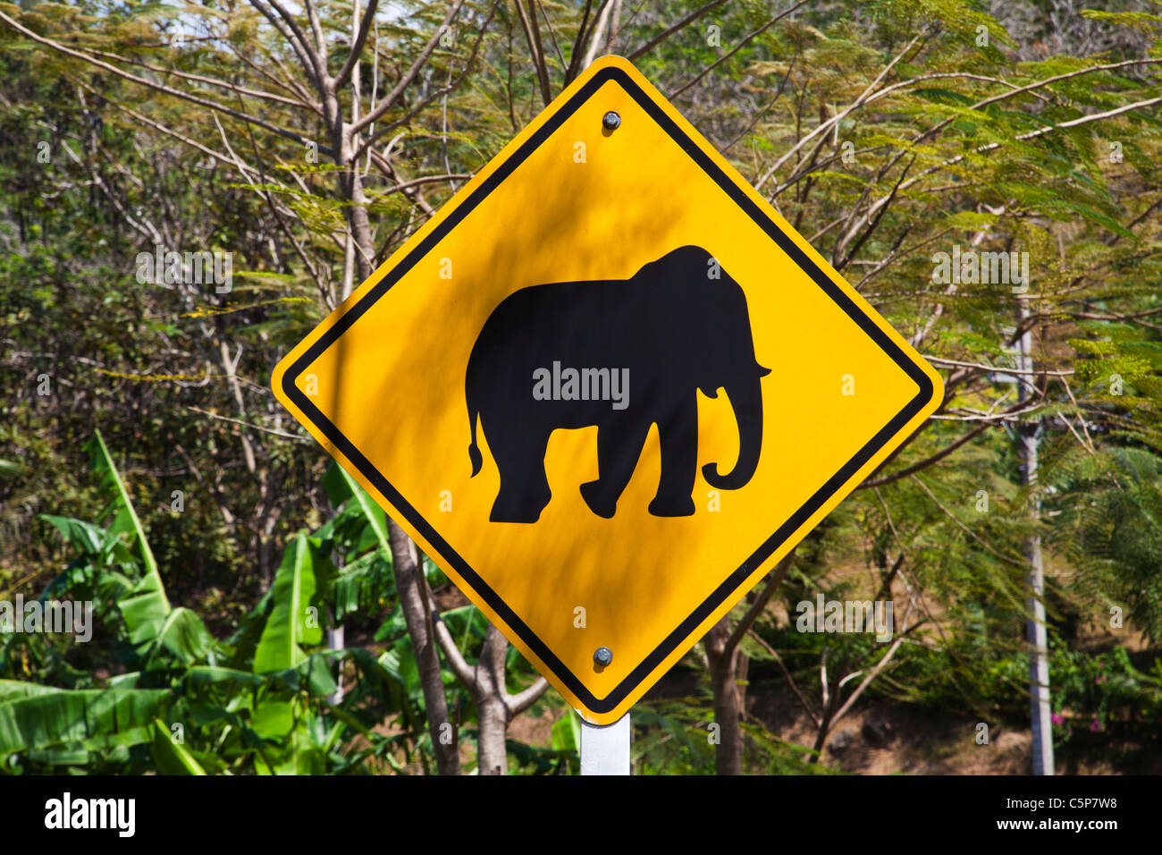 Roadsign traffic-sign warning for domestic elephants crossing the road near Patong with minibus in the background . Stock Photo