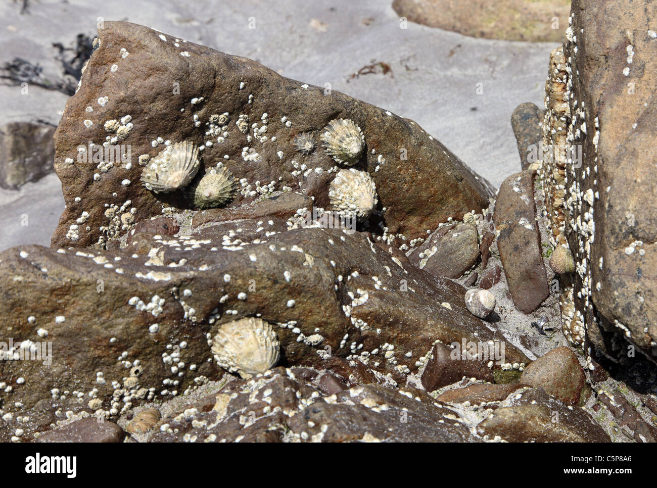 Limpets on an Irish Beach Stock Photo