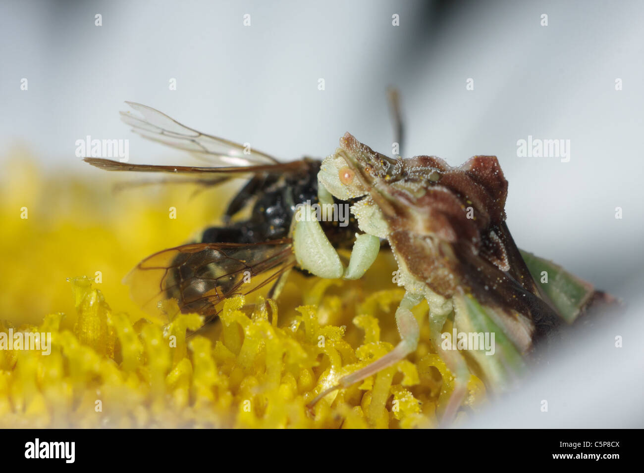 An ambush bug (Phymata) sucks the fluids out of a captured digger wasp, half-hidden in a flower. Stock Photo