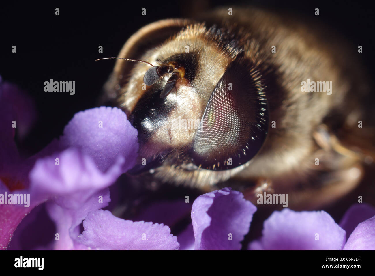 A close-up photo of a syrphid fly on a purple flower. Stock Photo