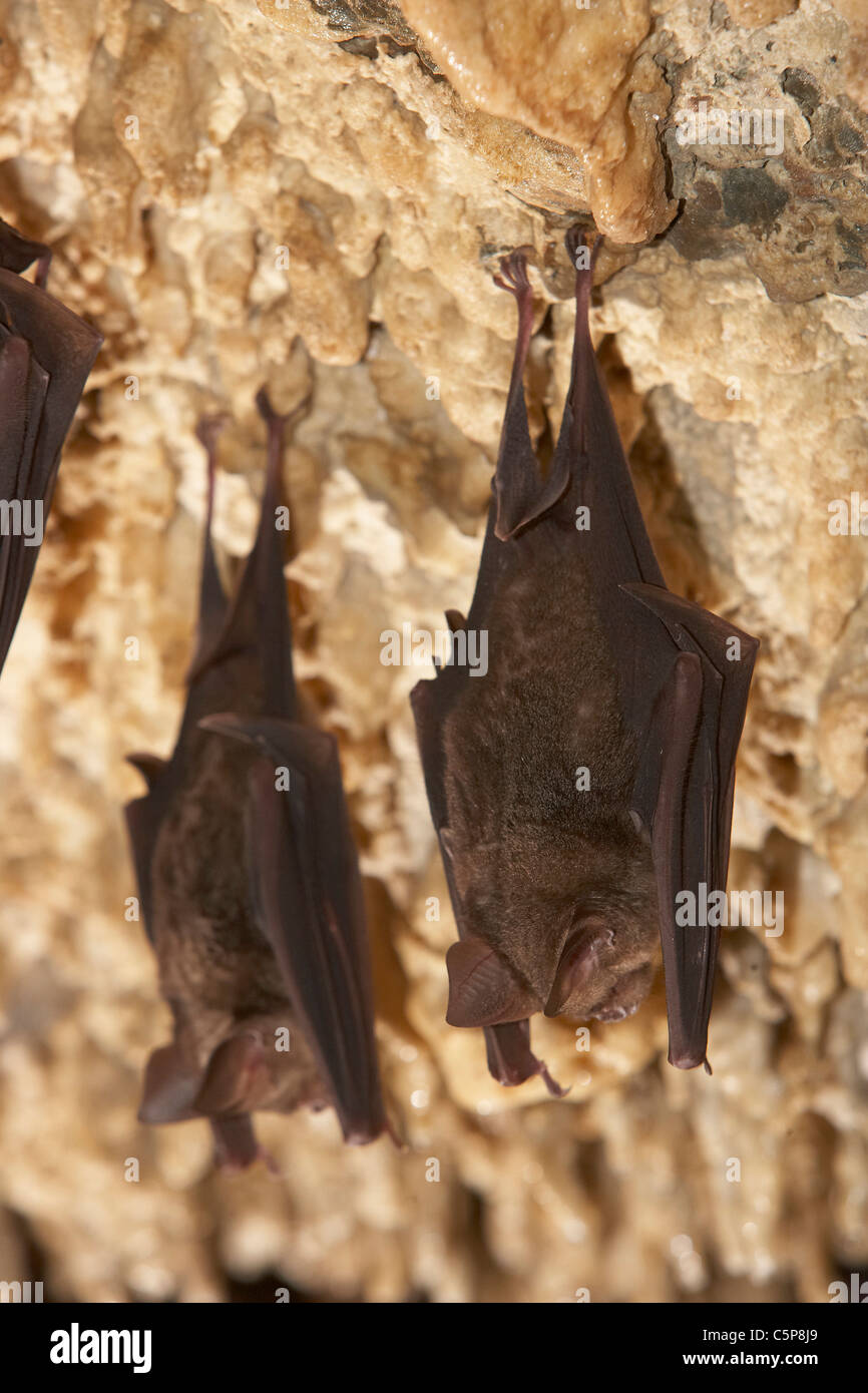 Horseshoe bats, Rhinolophus hipposideros roosting in the Bat Cave near ...