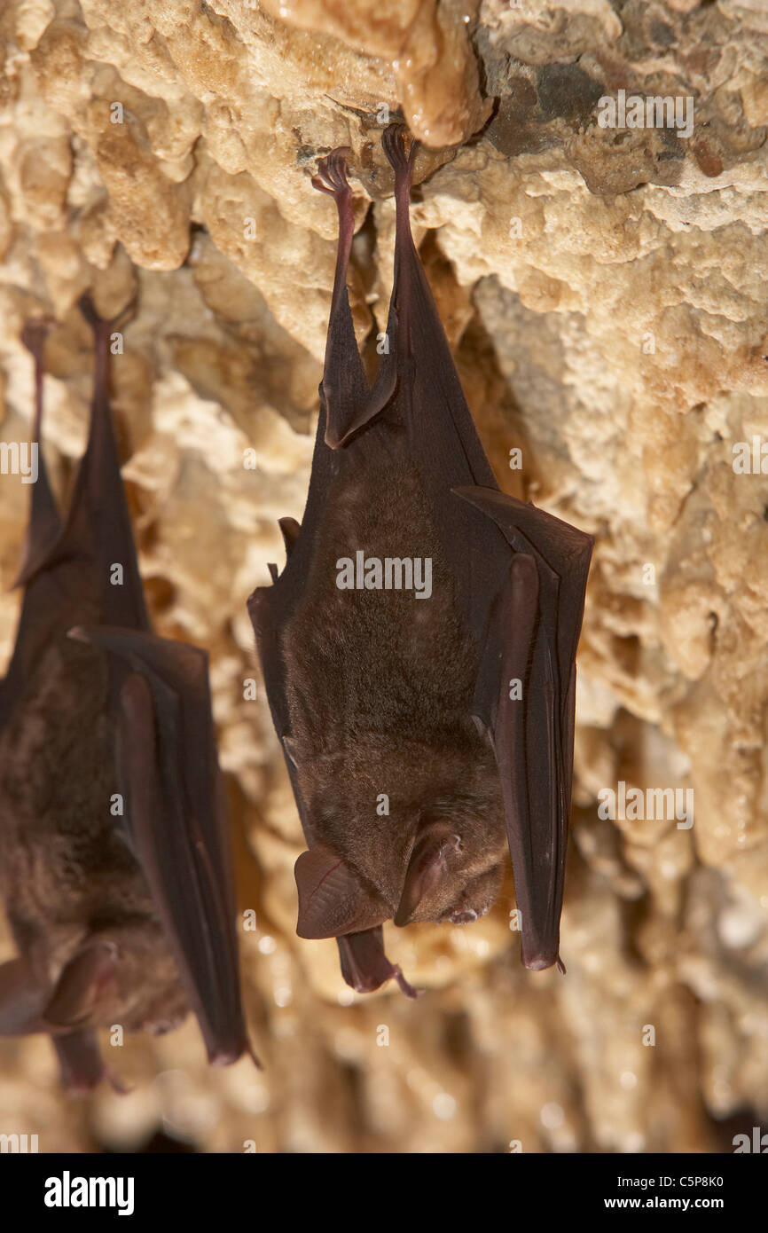 Horseshoe bats, Rhinolophus hipposideros roosting in the Bat Cave near Pokhara, Nepal, Asia, Stock Photo