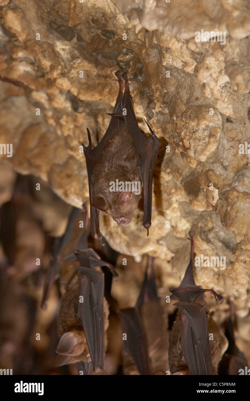 Horseshoe bats, Rhinolophus hipposideros roosting in the Bat Cave near ...