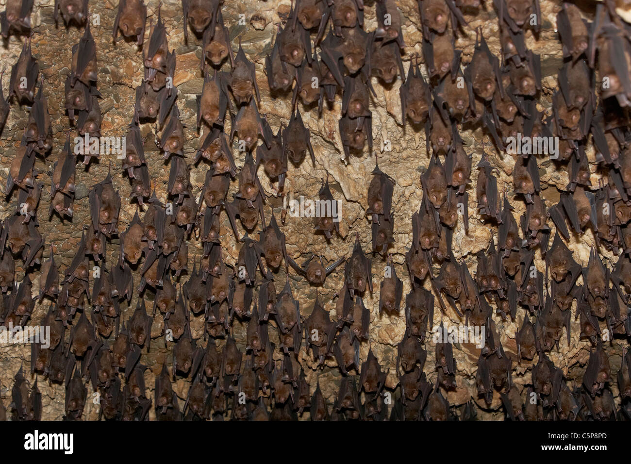 Horseshoe bats, Rhinolophus hipposideros roosting in the Bat Cave near Pokhara, Nepal, Asia, Stock Photo