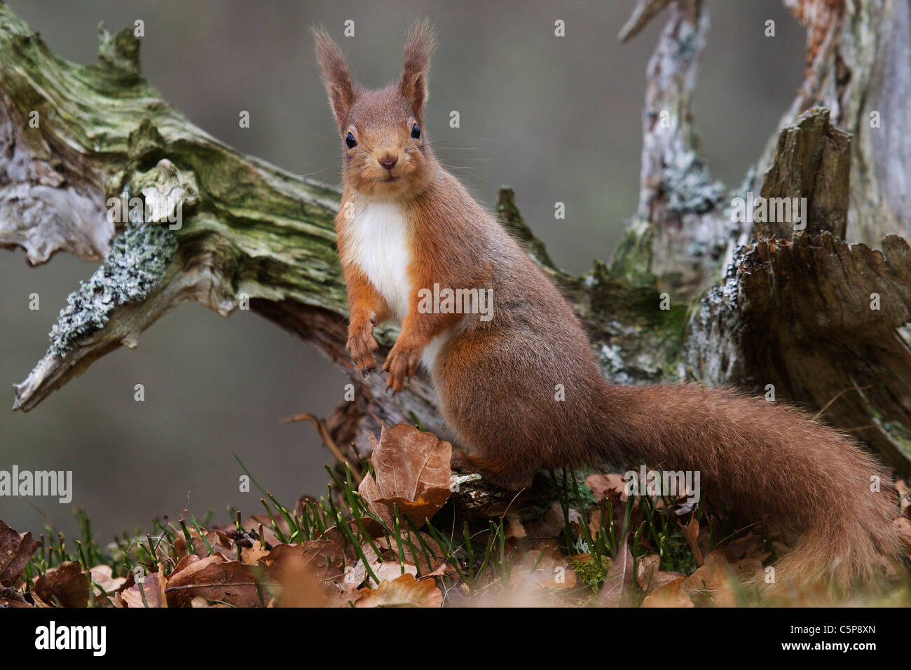 Red squirrel, Sciurus vulgaris, portrait, Cairngorms, Scotland, UK Stock Photo