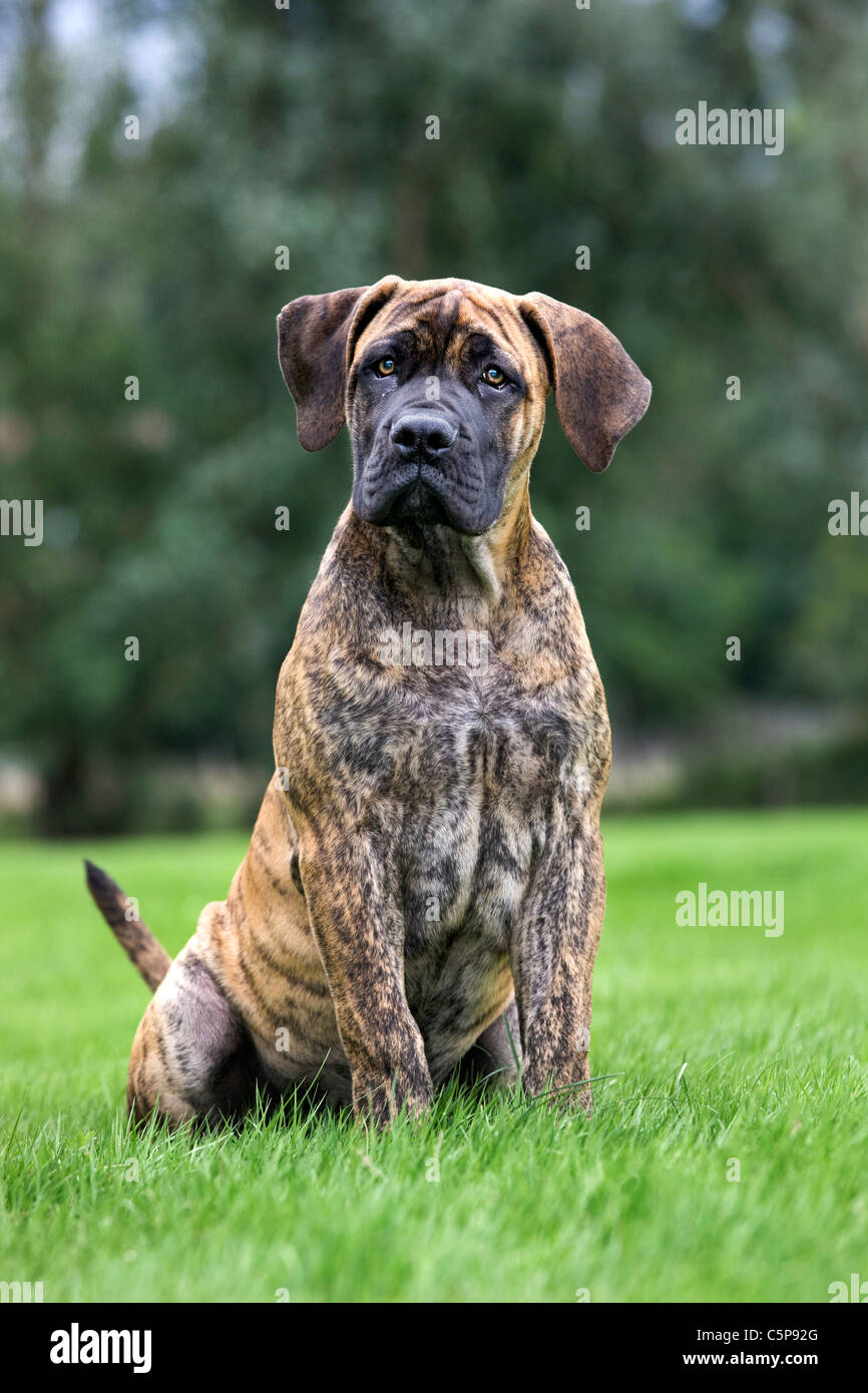 Boerboel Mastiff