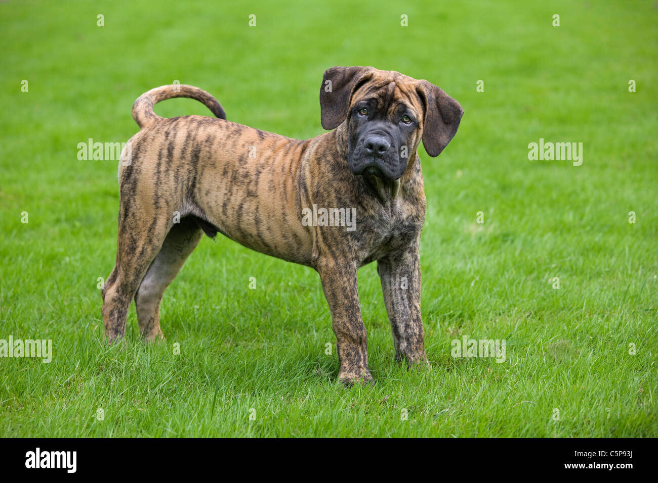 Boerboel (Canis lupus familiaris) pup in garden, native breed from South Africa Stock Photo