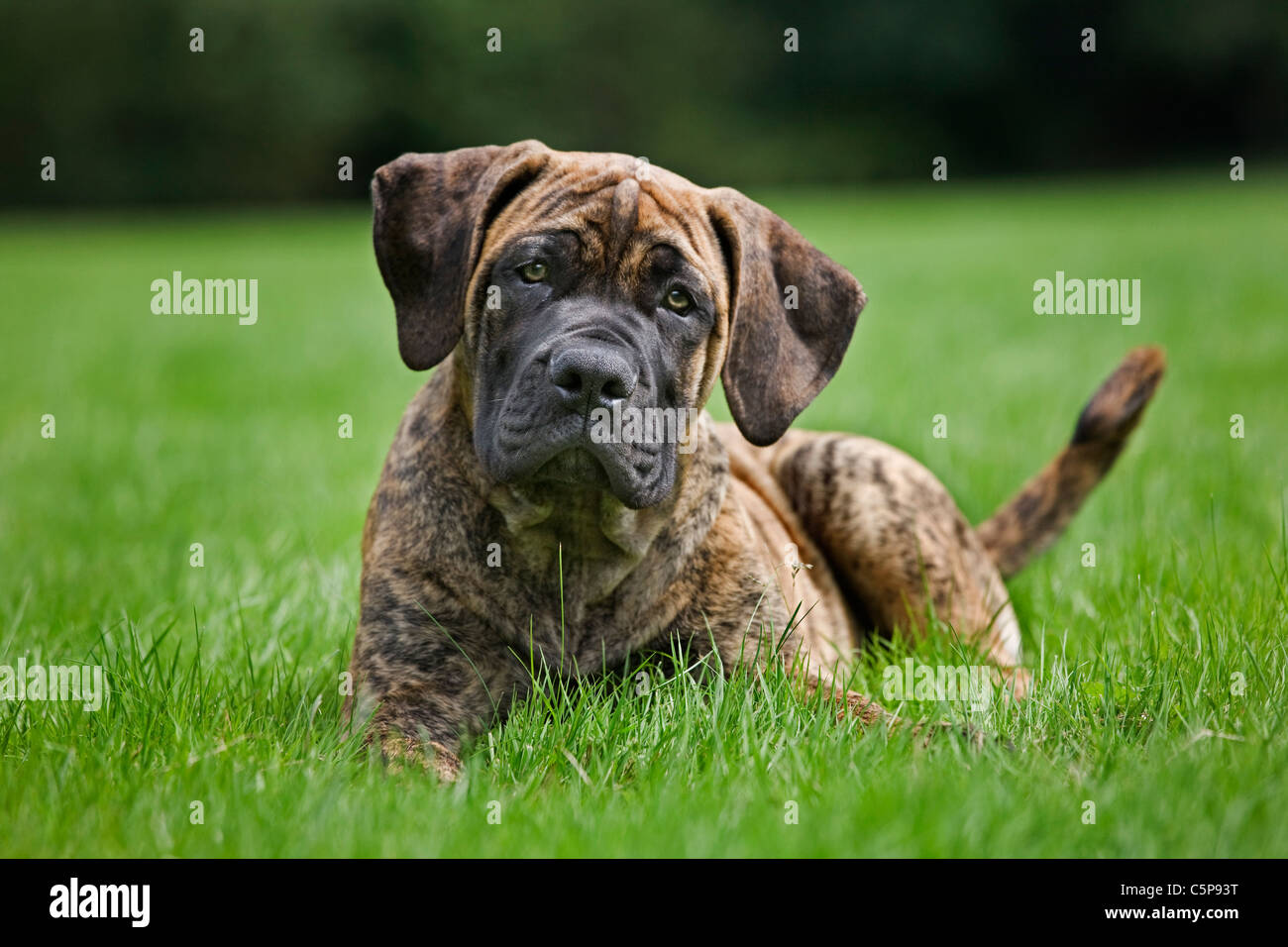 Boerboel (Canis lupus familiaris) pup in garden, native breed from South Africa Stock Photo