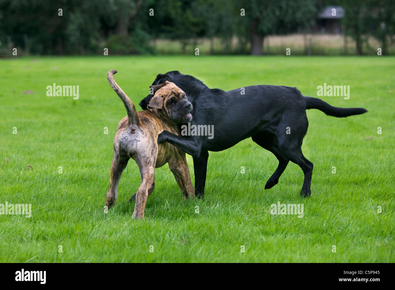 Why Do Dogs Play Fight With Humans