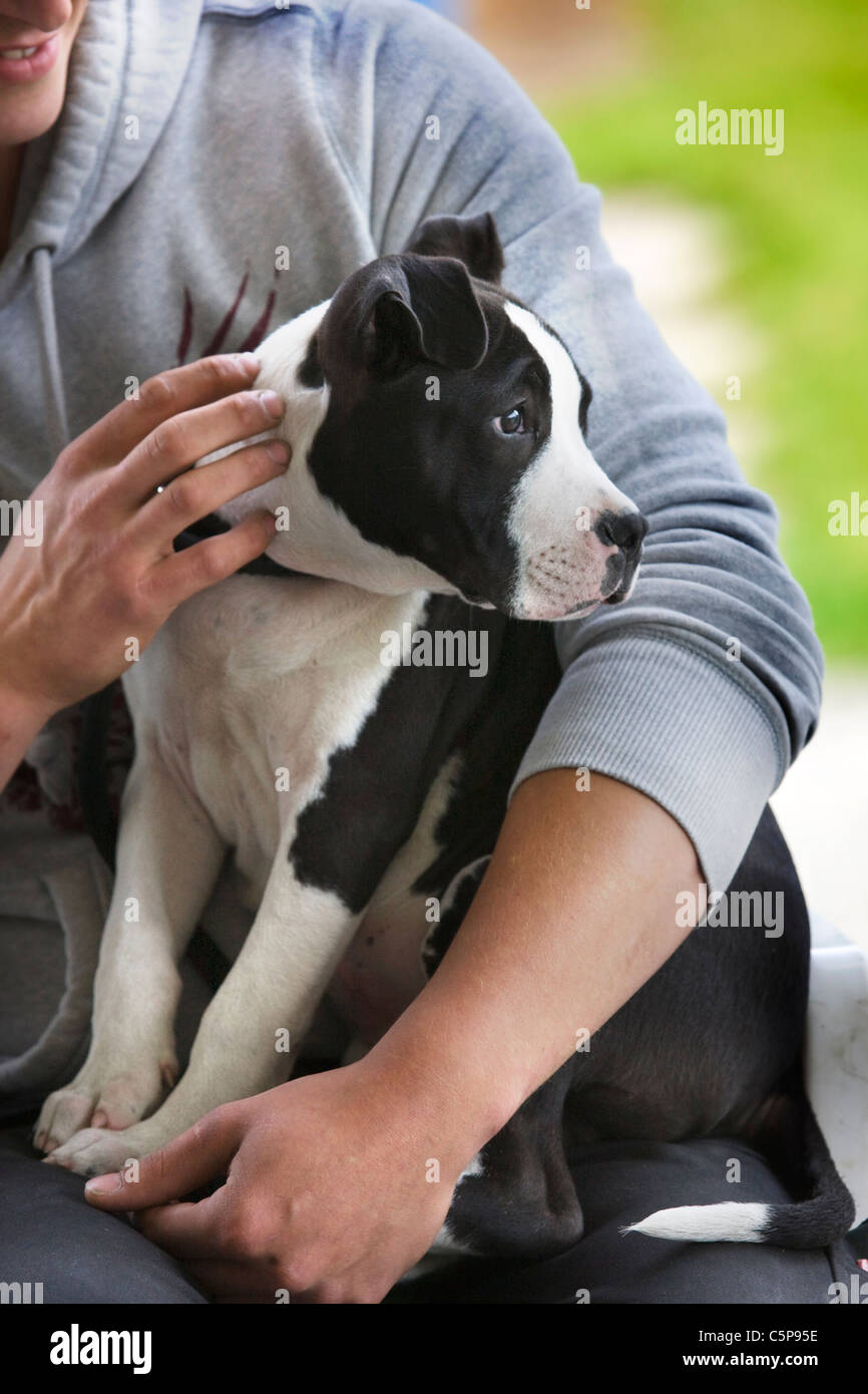 American Staffordshire terrier (Canis lupus familiaris) on person's lap Stock Photo