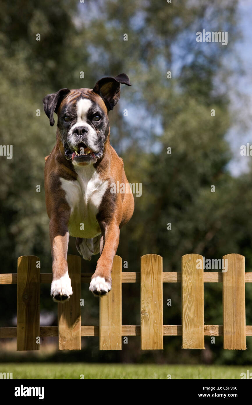 Boxer dog (Canis lupus familiaris) jumping over wooden garden fence