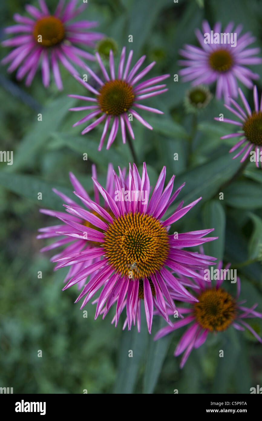 Purple Coneflower, Echinacea purpurea, Aster Family, Species native to