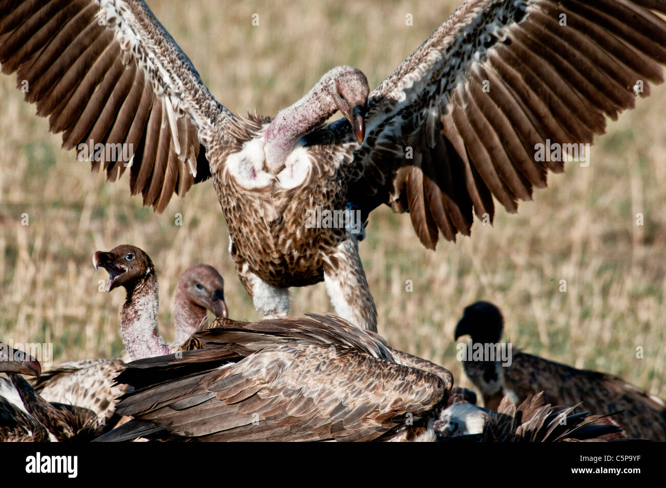 Vultures feeding on carcass,  Masai Mara National Reserve, Kenya, Africa Stock Photo