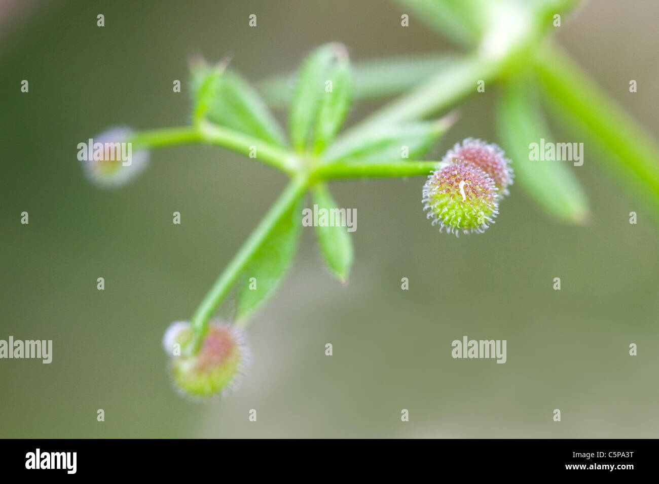 Cleavers; Galium aparine; seeds; Cornwall; UK Stock Photo Alamy