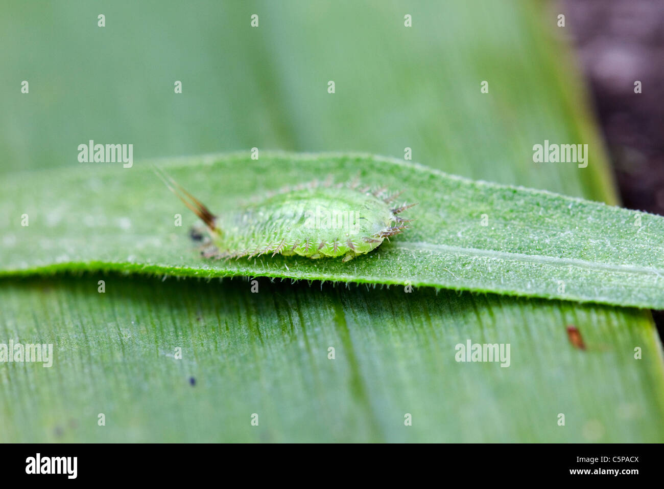 Green Tortoise Beetle; Cassida Viridis; Larva; Cornwall; UK Stock Photo