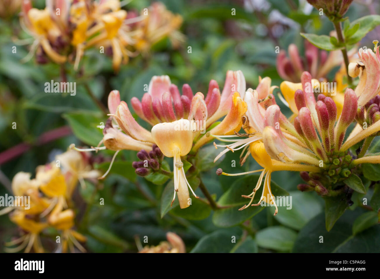 Honeysuckle; Lonicera periclymenum; in flower; Cornwall Stock Photo