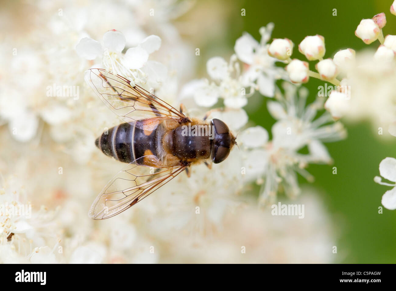Hoverfly on Meadowsweet; Cornwall Stock Photo