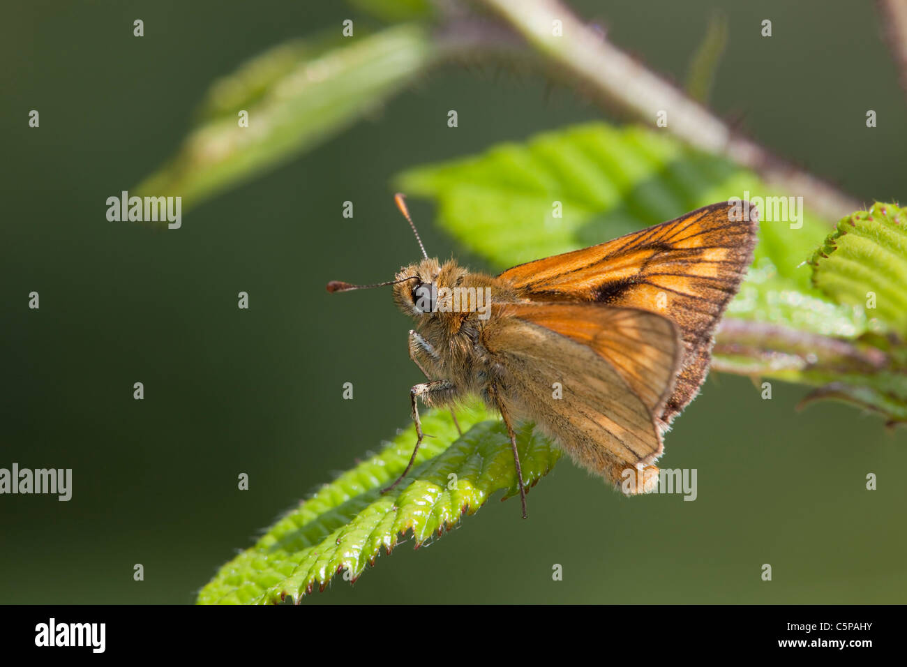 Large Skipper Butterfly; Ochlodes venatus; Cornwall Stock Photo