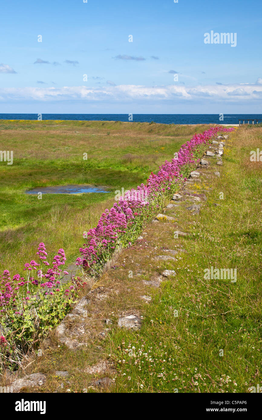 Valarian flower hi-res stock photography and images - Alamy