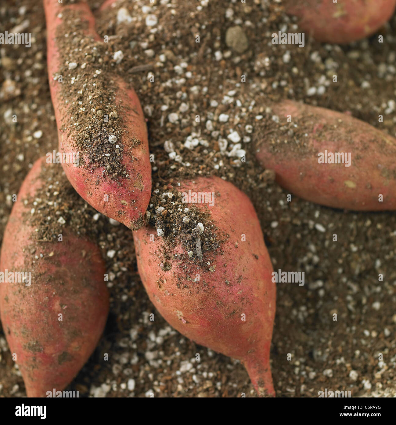 Sweet potatoes in soil Stock Photo - Alamy