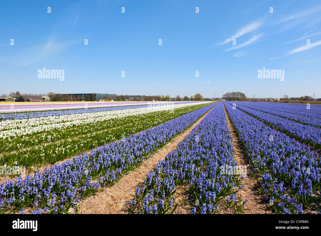 Dutch landscape with purple Hyacinths in flower fields Stock Photo - Alamy