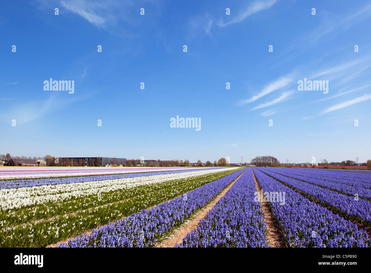 Dutch landscape with purple Hyacinths in flower fields Stock Photo - Alamy