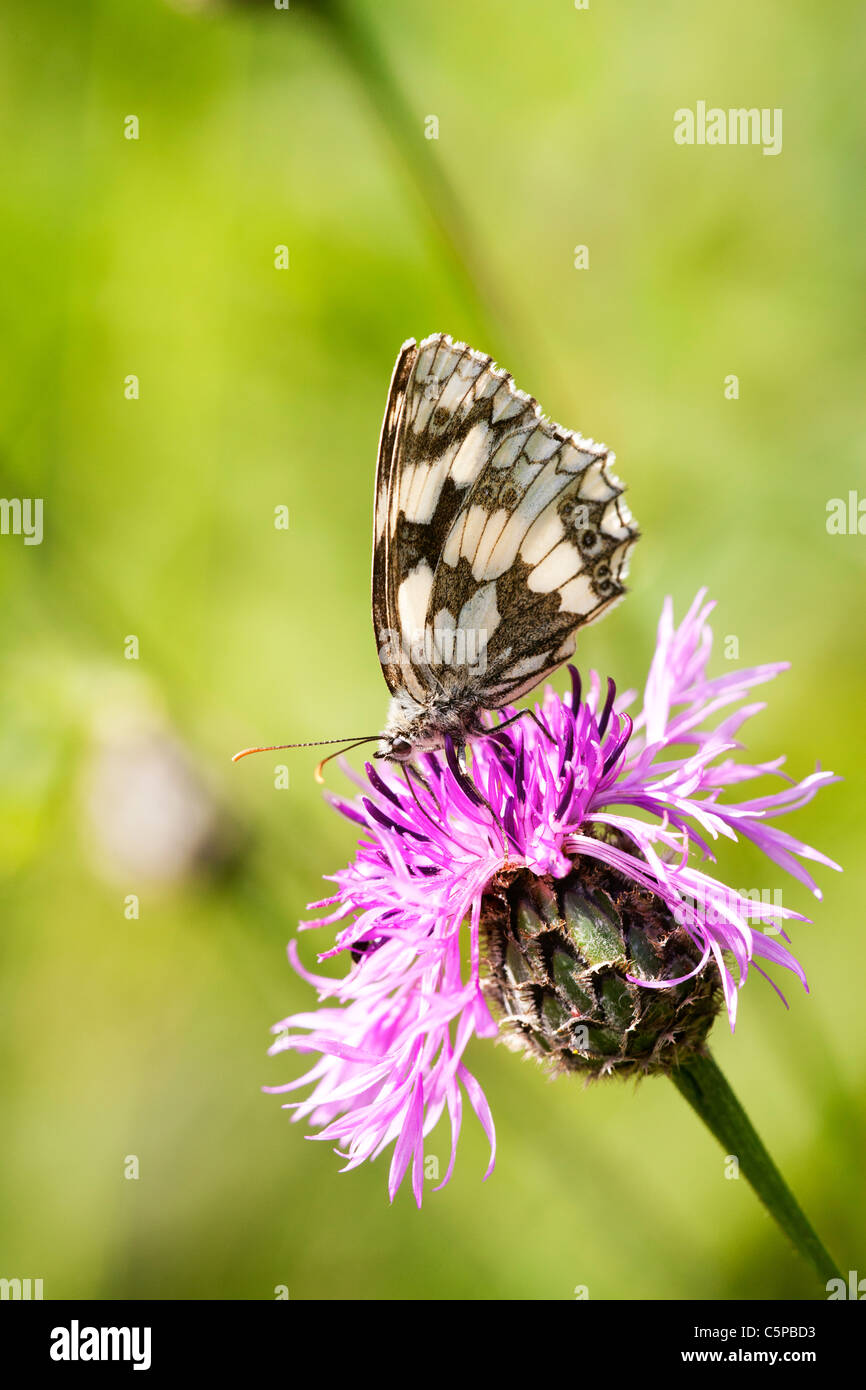 Marbled White Melanargia galathea adult butterfly feeding on Greater Knapweed Centauria scabiosa Stock Photo