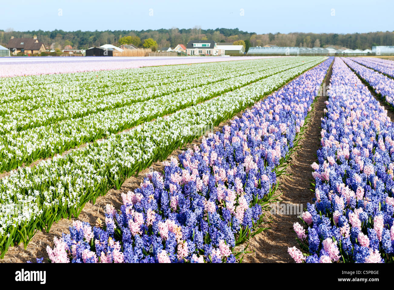 Purple and pink Hyacinths in the flower bulb fields in Holland Stock ...