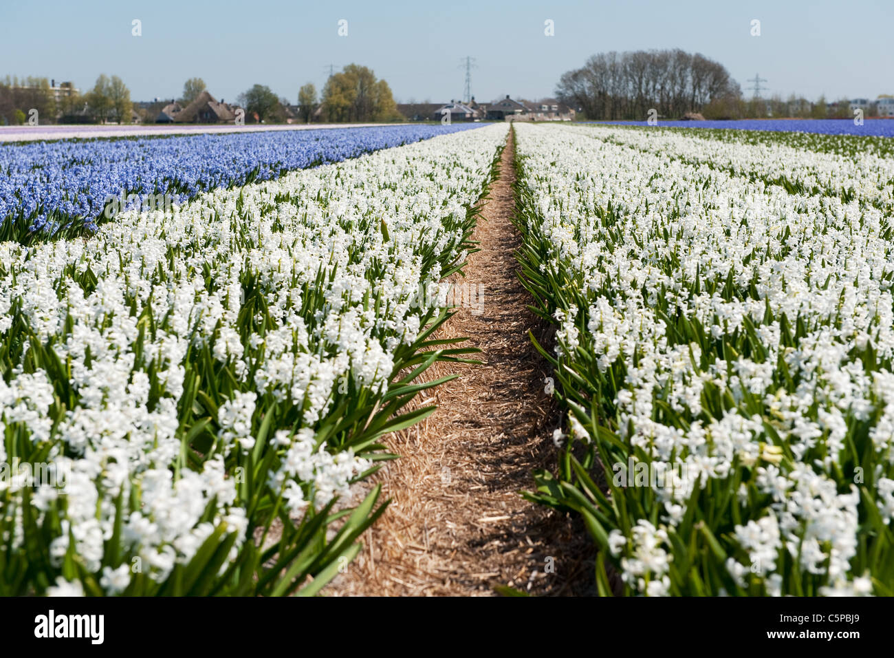 Dutch flower fields with white and purple Hyacinths Stock Photo - Alamy