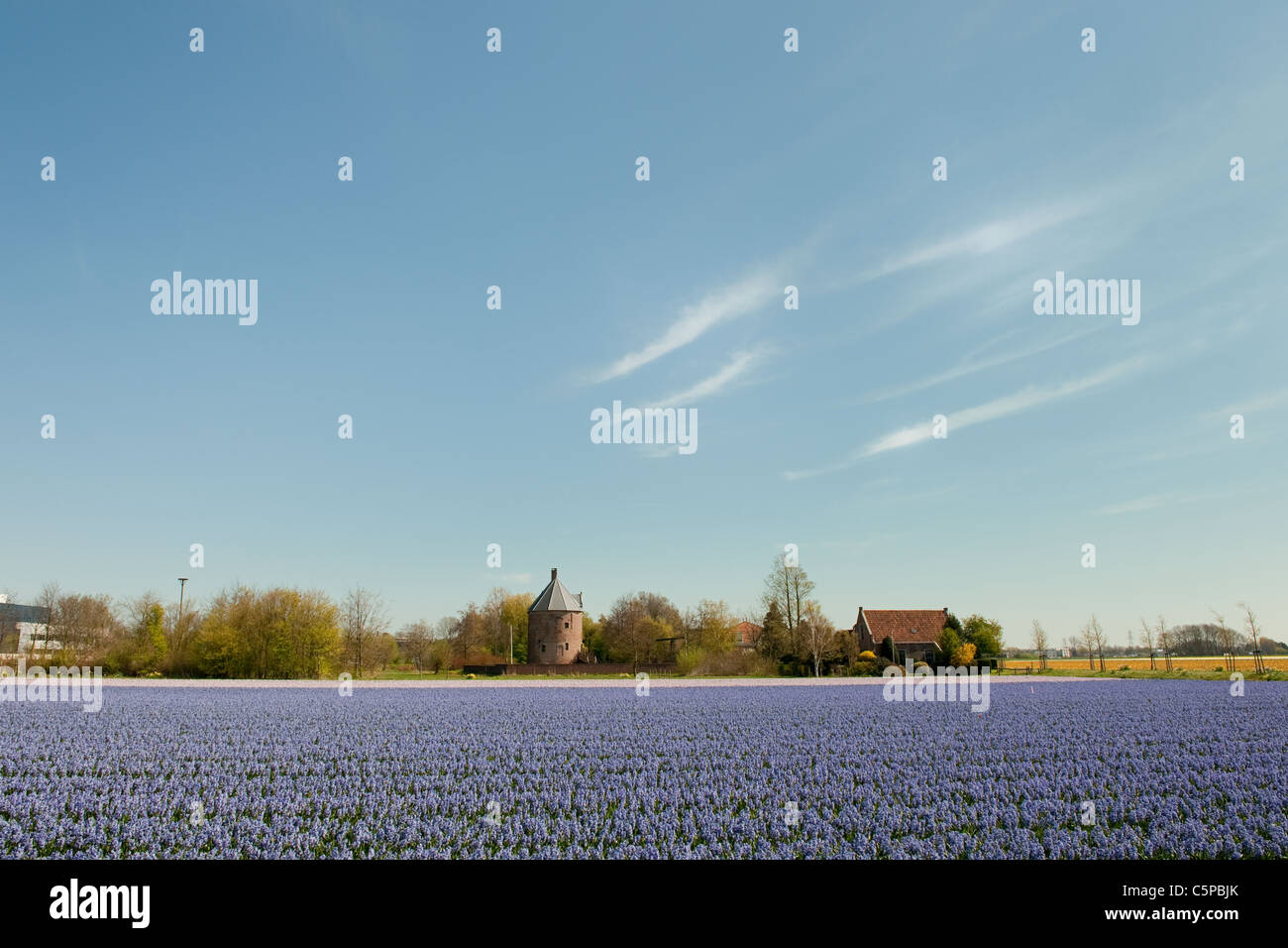 Dutch purple Hyacinths in landscape Lisse with old house Stock Photo ...