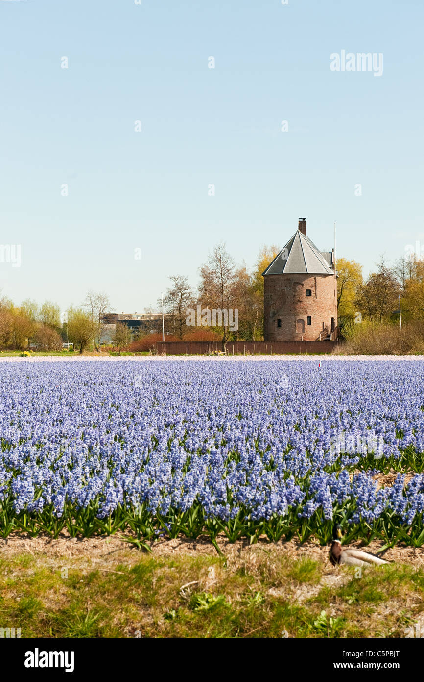 Dutch purple Hyacinths in landscape Lisse with old house Stock Photo ...