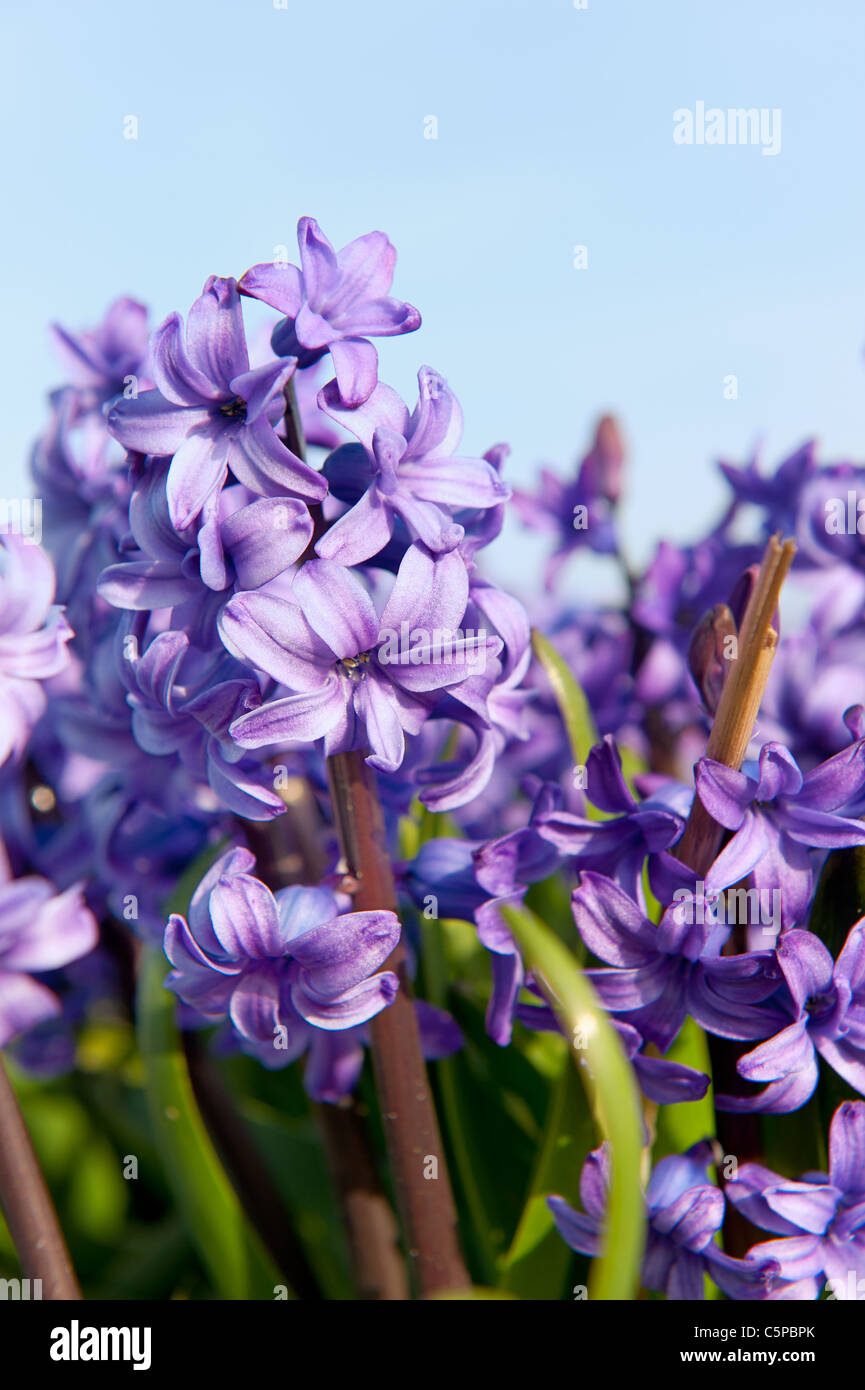Purple Hyacinths in the flower bulb fields in Holland Stock Photo - Alamy