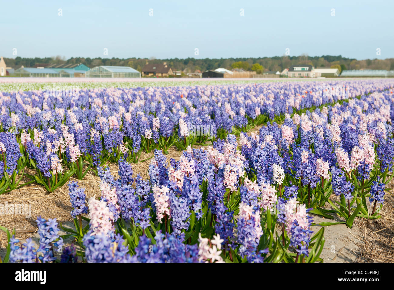 Purple and pink Hyacinths in the flower bulb fields in Holland Stock ...