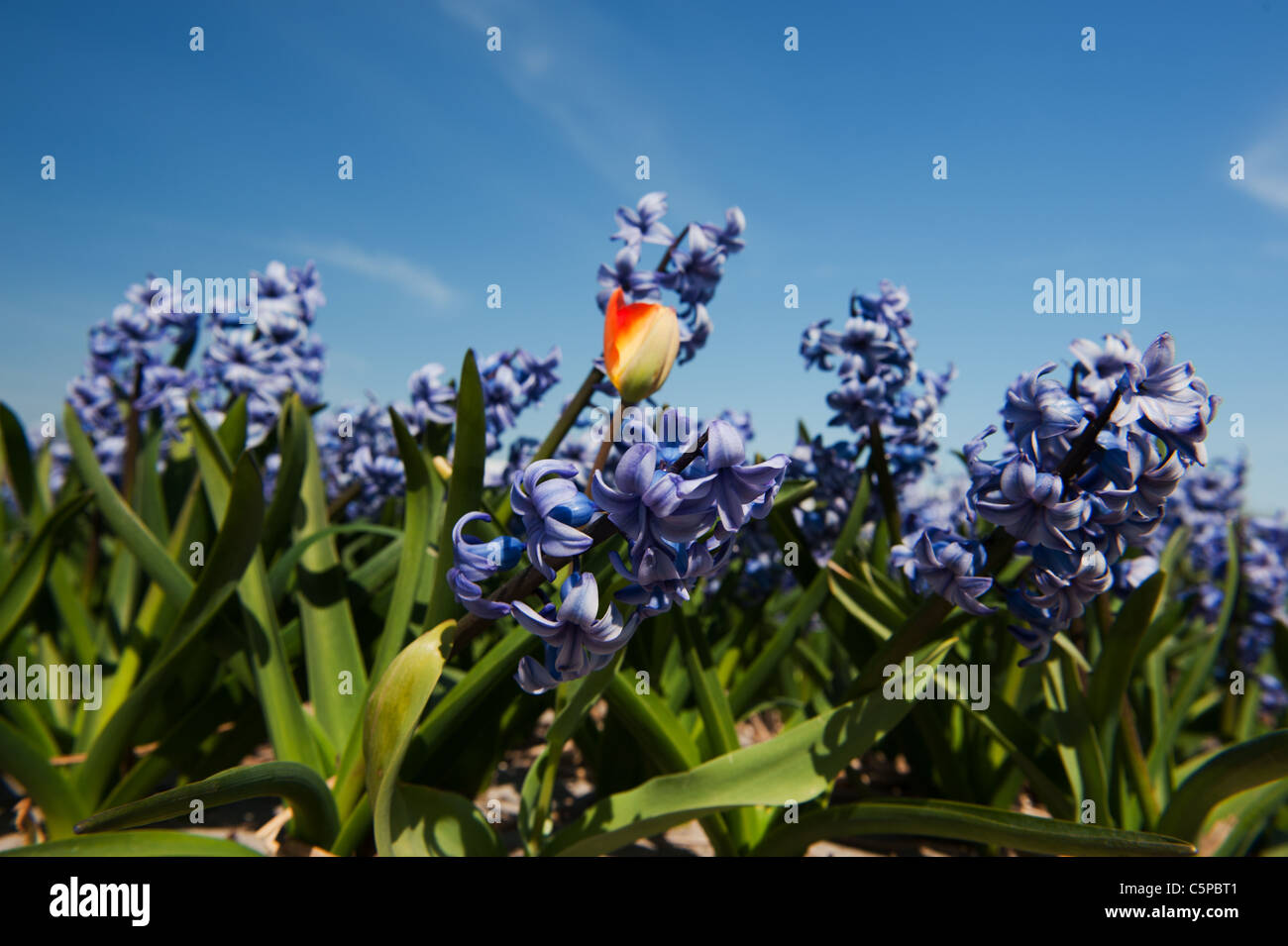 Purple hyacinths in the fields with one tulip Stock Photo - Alamy
