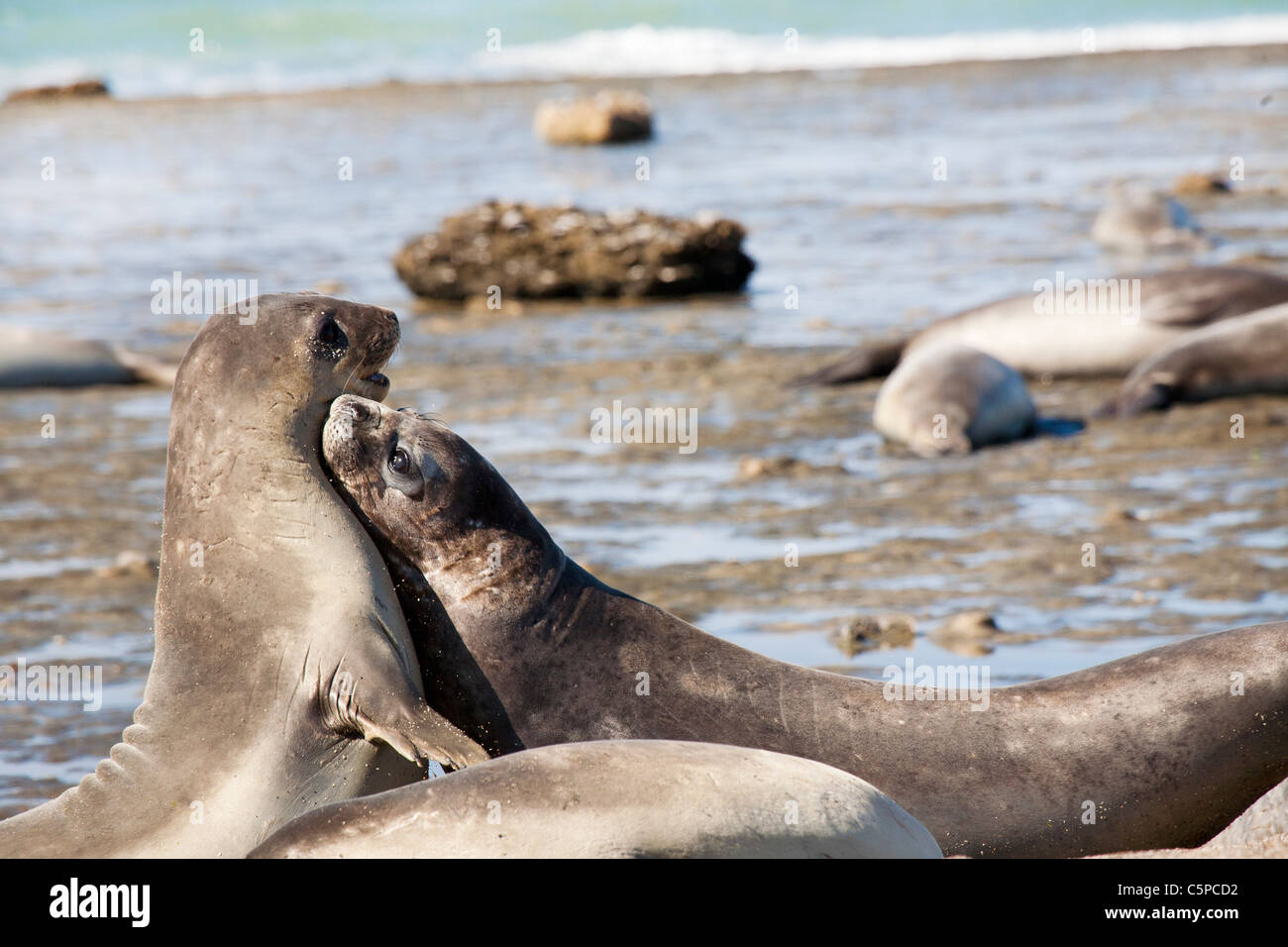 Seal at the beach from Peninsula Valdes Stock Photo