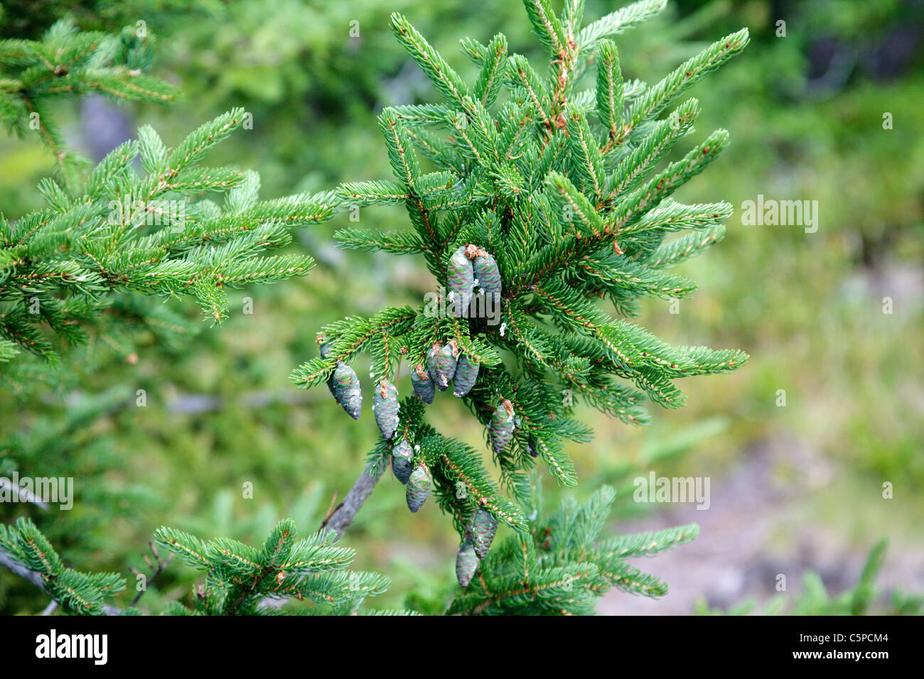 Balsam Fir (Abies balsamea) during the summer months along the Moat Mountain Trail near South Moat Mountain in Albany, NH Stock Photo